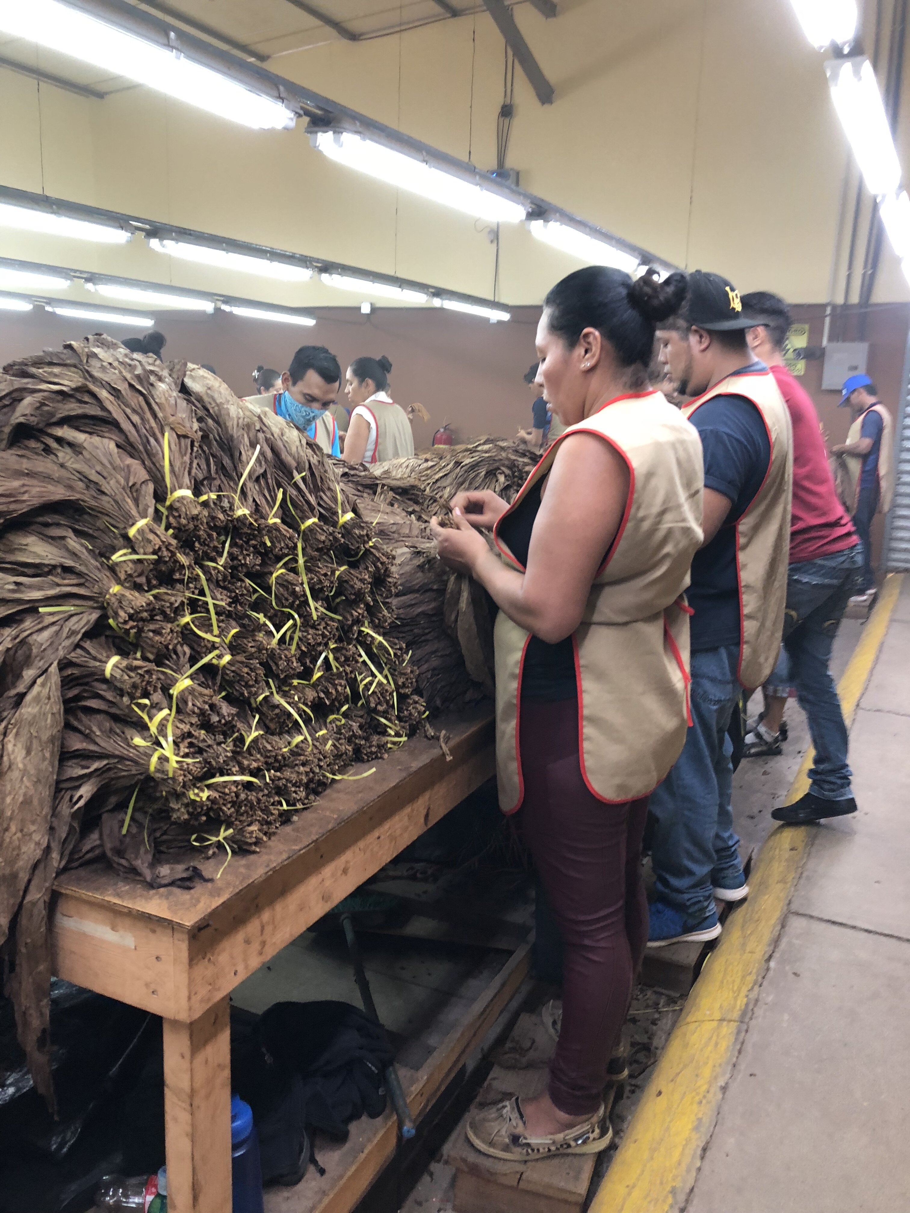 IMG_1659-i-think-separate-or-bunch