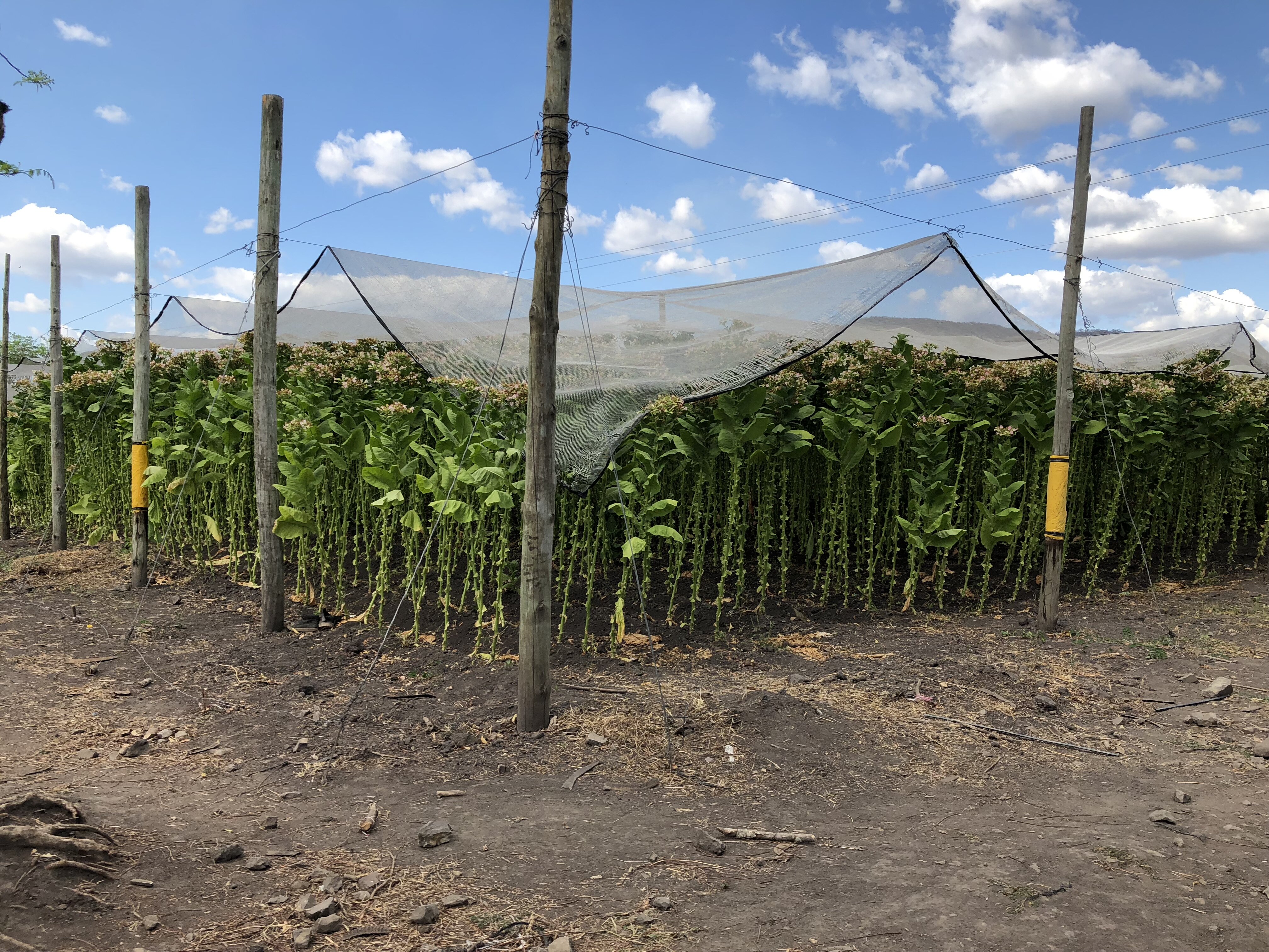 IMG_1814-fields-shade-grown